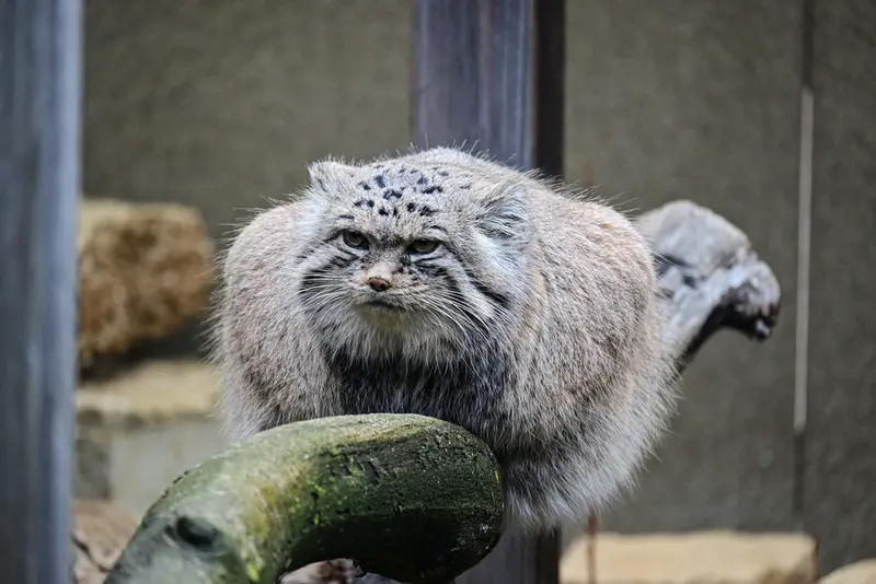 タリン動物園のマーズの写真