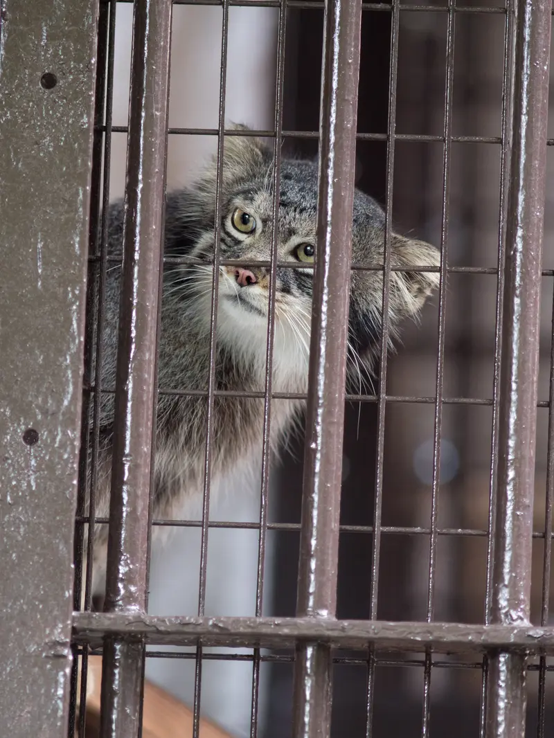 野毛山動物園のフィーガの写真