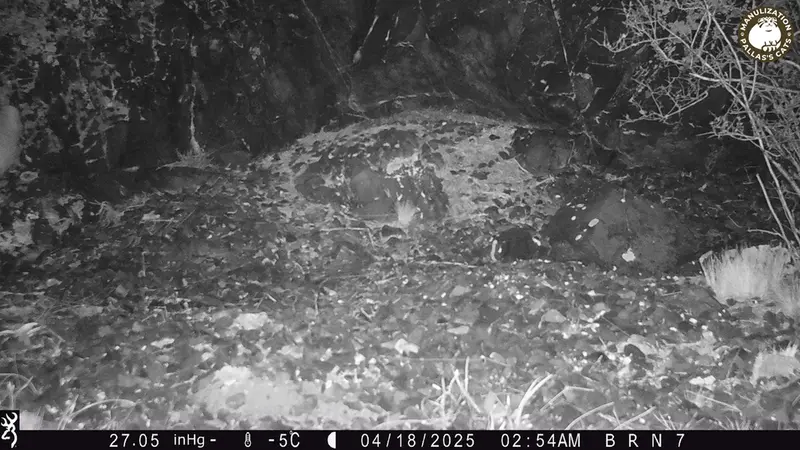 エギズカラ［新］カメラトラップで撮影したOtocolobus manul manulの写真