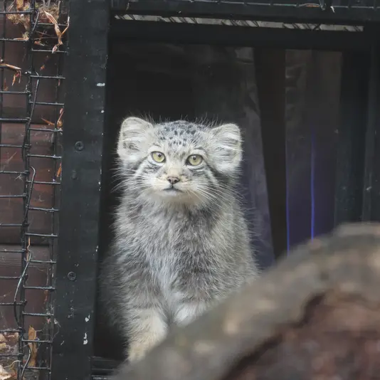 グダニスク動物園のサヤンの写真