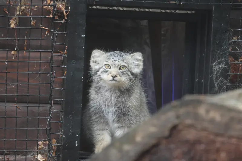 グダニスク動物園のサヤンの写真