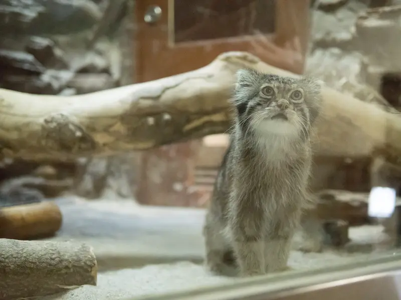 恩賜上野動物園のクリョンの写真