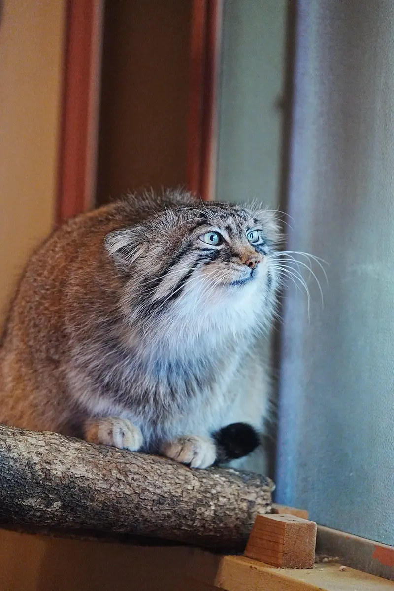 マヌルネコの写真