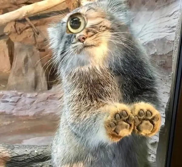 マヌルネコの写真