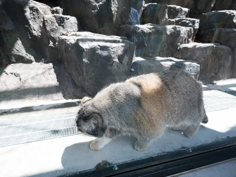 旭山動物園のグルーシャの写真