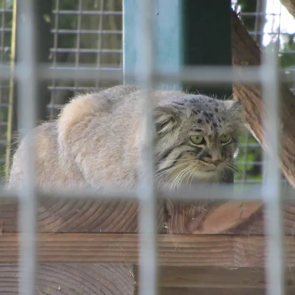 ザールブリュッケン動物園のカール・ハインツの写真
