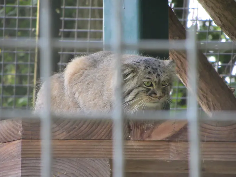 ザールブリュッケン動物園のカール・ハインツの写真
