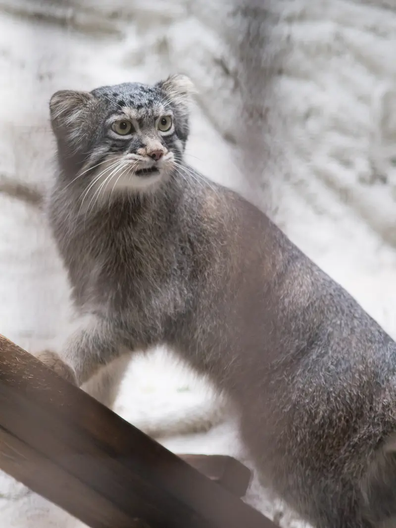 野毛山動物園のフィーガの写真