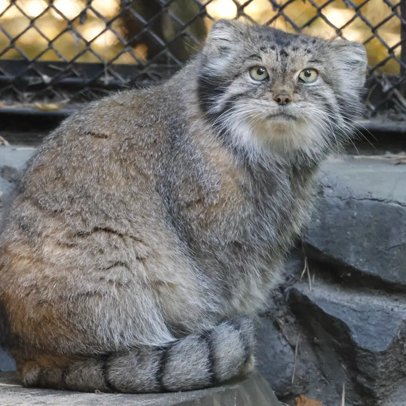 ノヴォシビルスク動物園のラストチカの写真