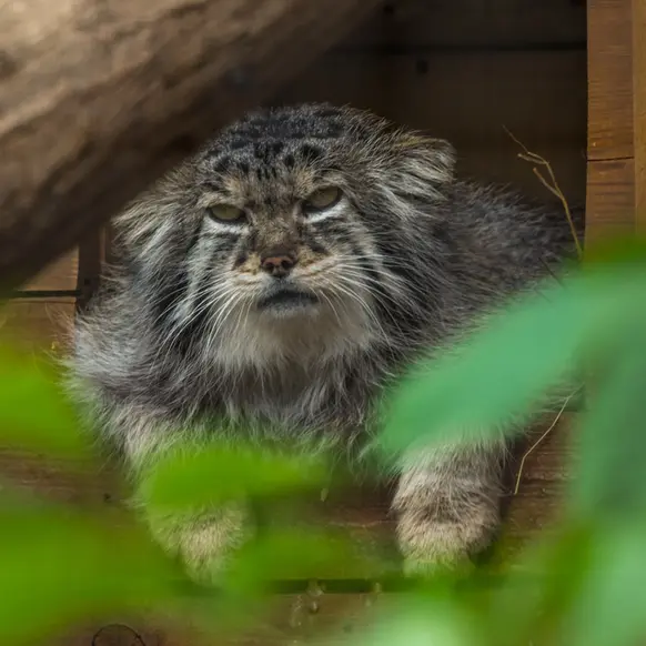 レニングラード動物園のスノークの写真