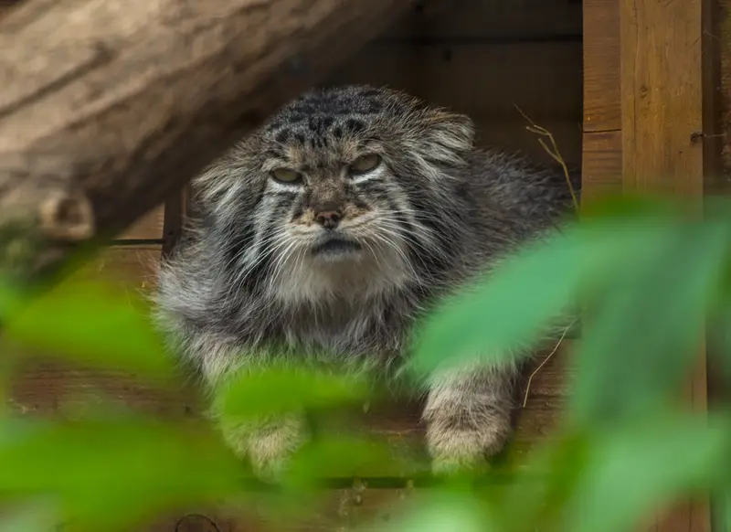 レニングラード動物園のスノークの写真