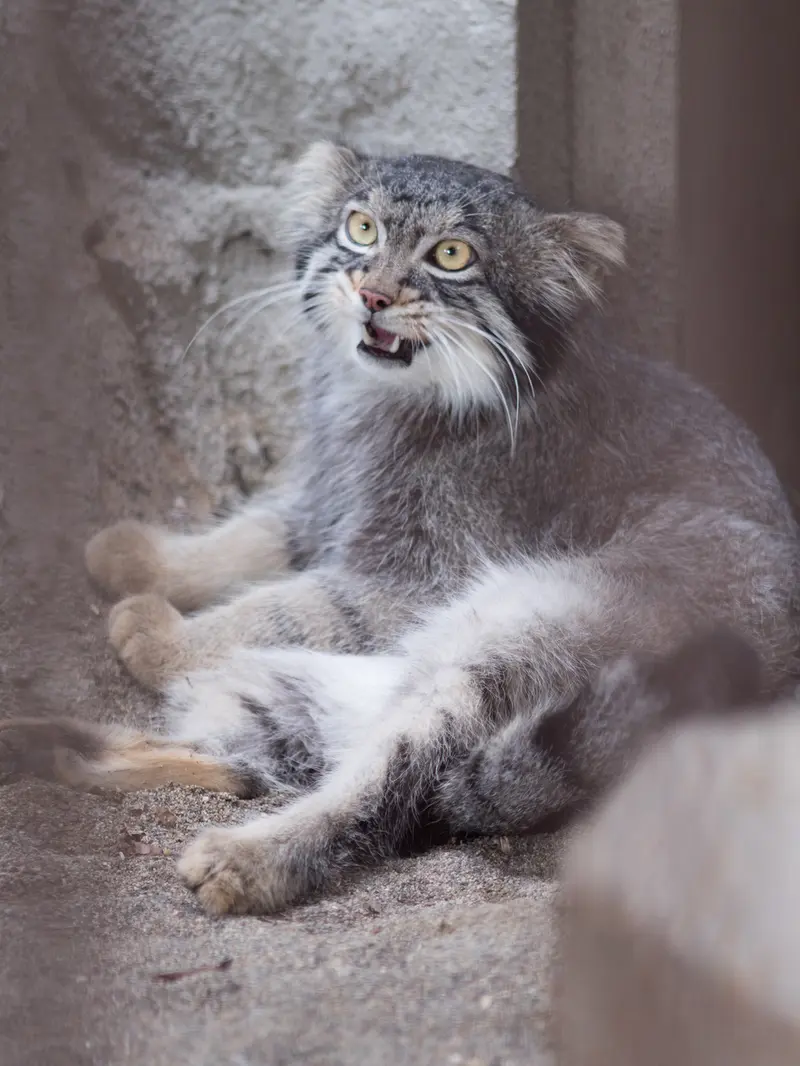 野毛山動物園のフィーガの写真