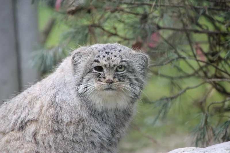 オペル動物園のバトゥの写真