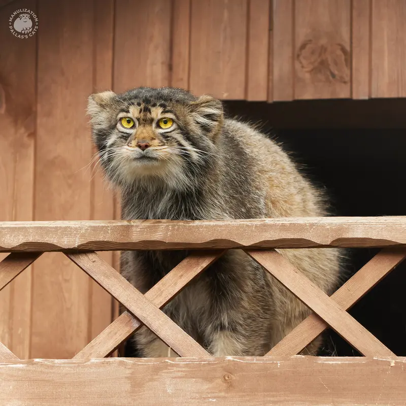 イジェフスク動物園（ウドムルト動物園）のアルタイの写真