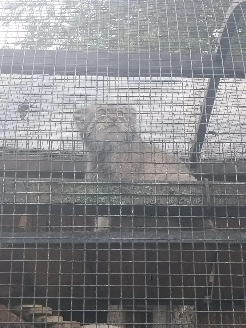 レニングラード動物園のシューの写真