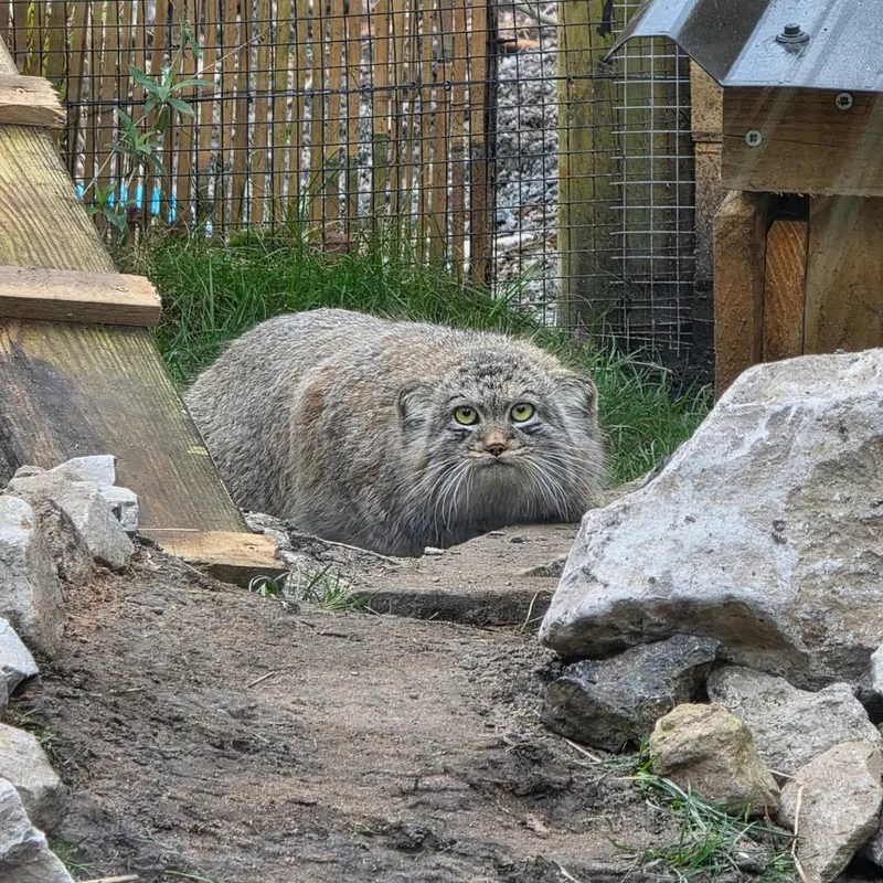 マヌルネコの写真