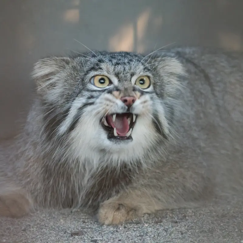 野毛山動物園のフィーガの写真
