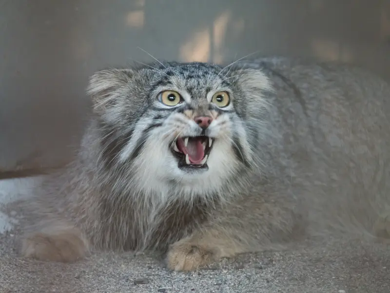 野毛山動物園のフィーガの写真