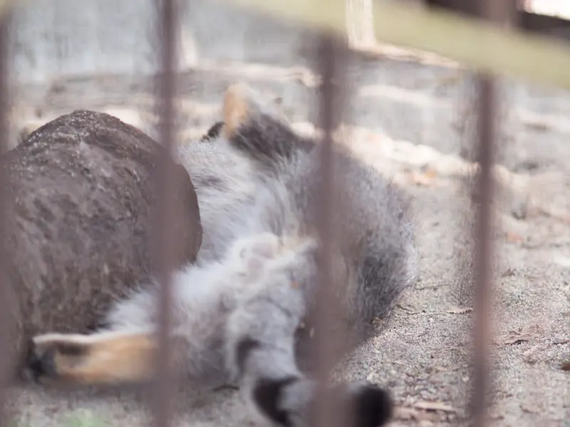 野毛山動物園のフィーガの写真