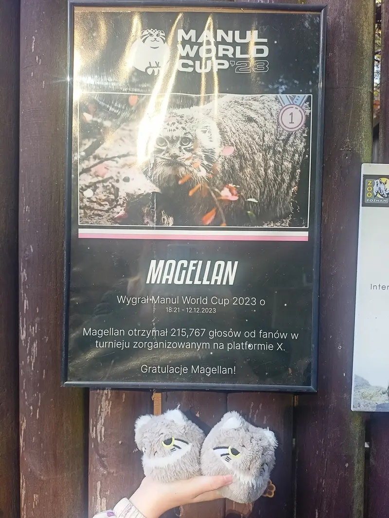 ポズナン新動物園のマヌルネコの写真