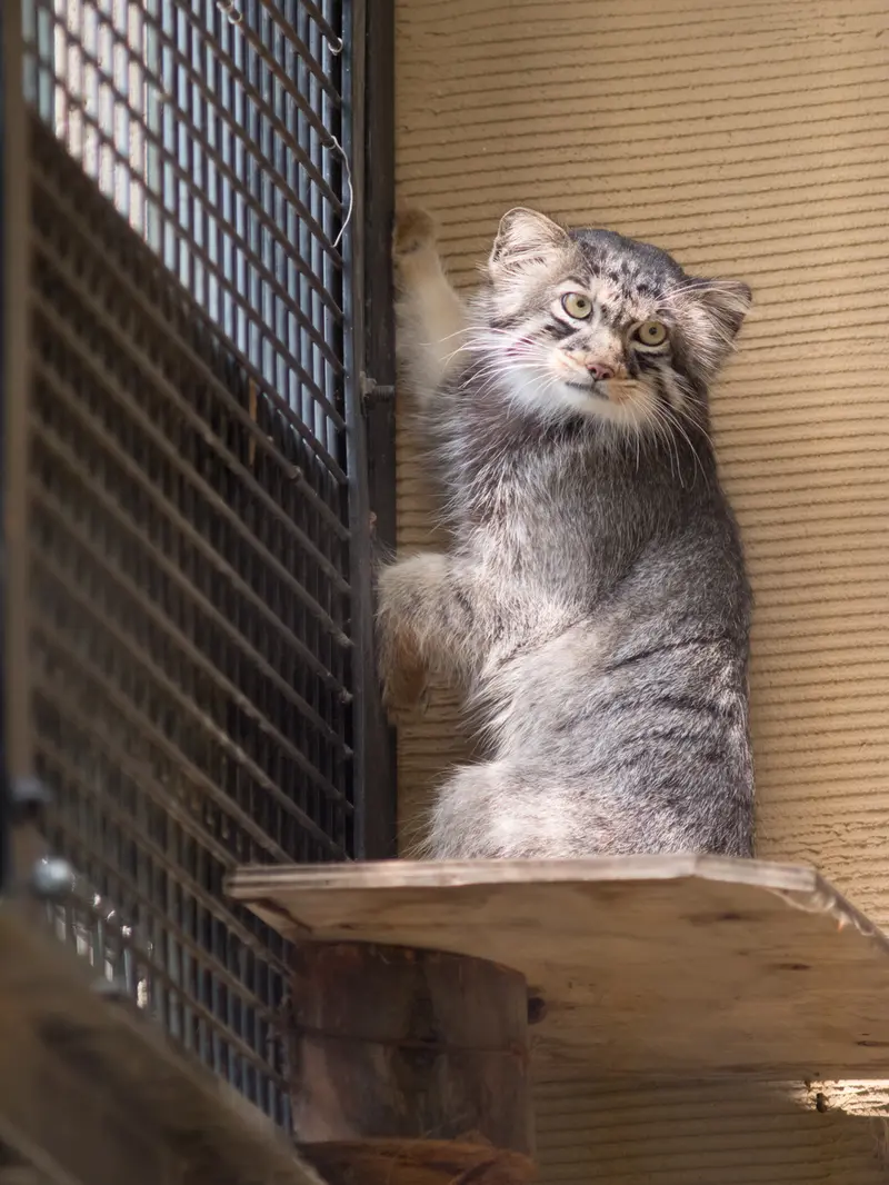 旭山動物園のヒデの写真
