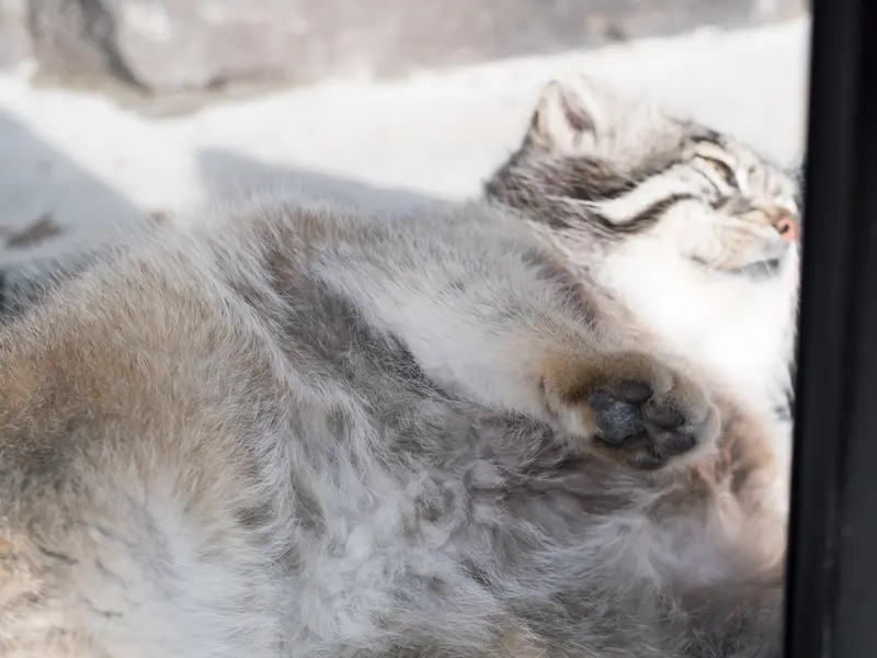 旭山動物園のグルーシャの写真
