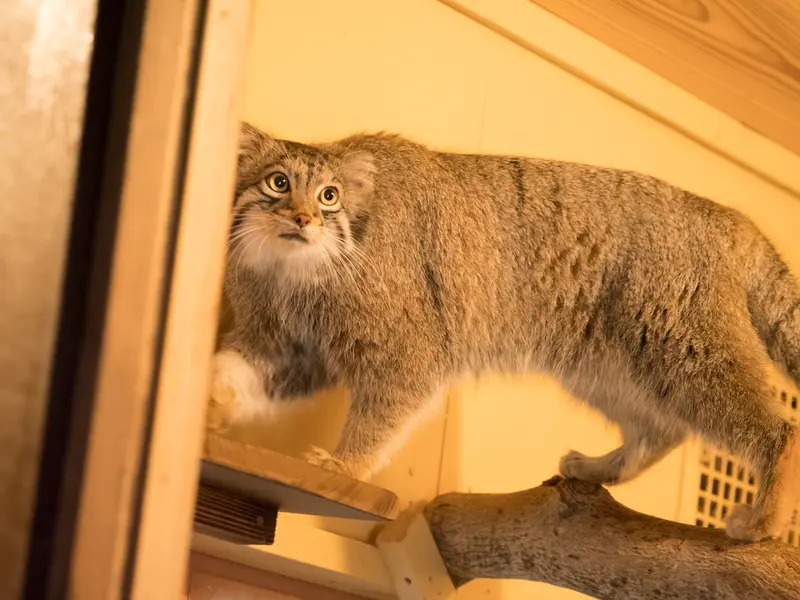 埼玉県こども動物自然公園のオトの写真