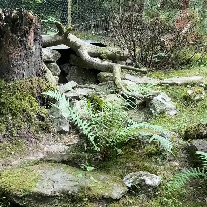 オペル動物園のマヌルネコの写真