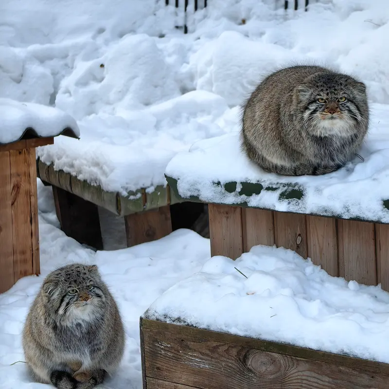 ノヴォシビルスク動物園のキムとスキフの写真