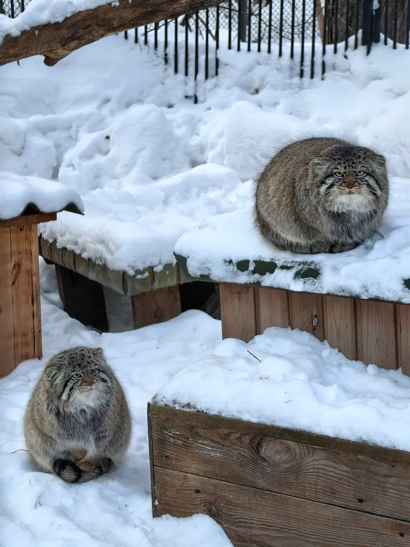 ノヴォシビルスク動物園のキムとスキフの写真