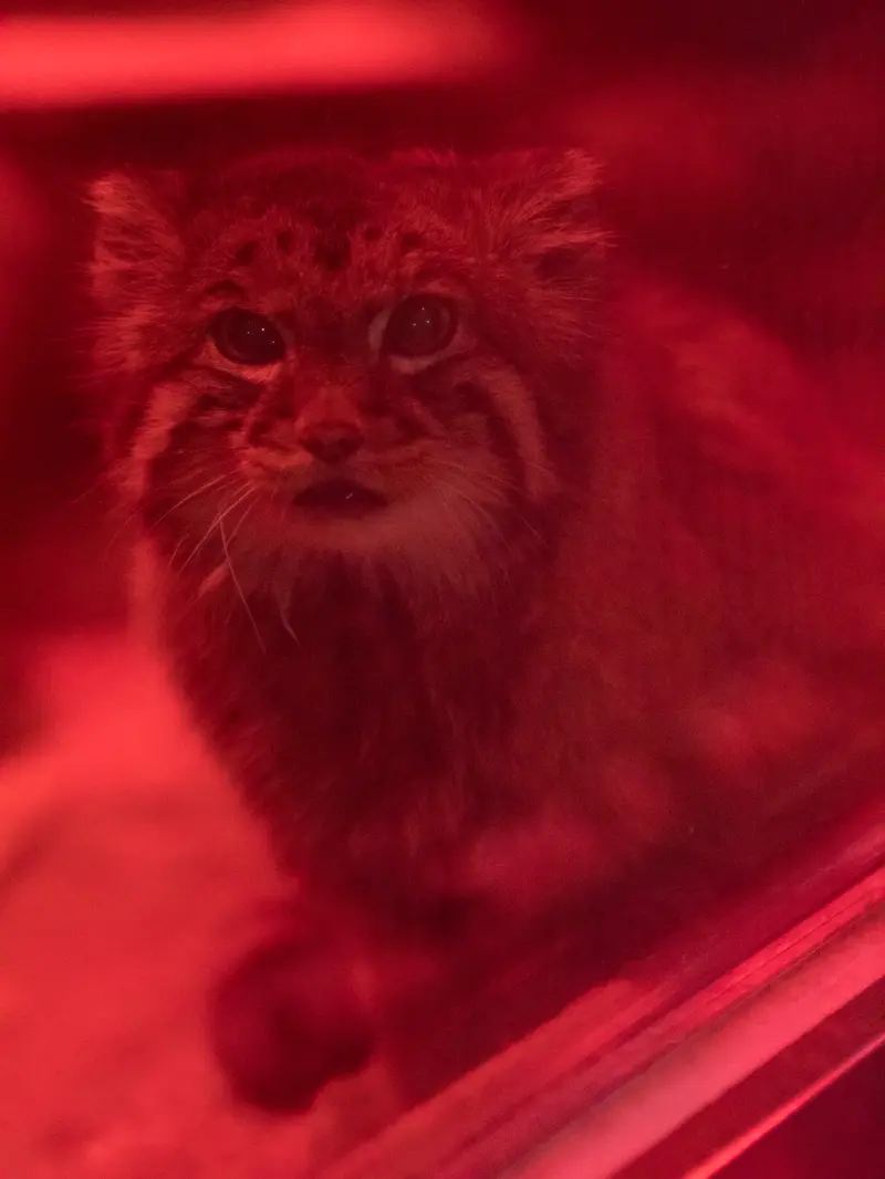 恩賜上野動物園のナイマの写真