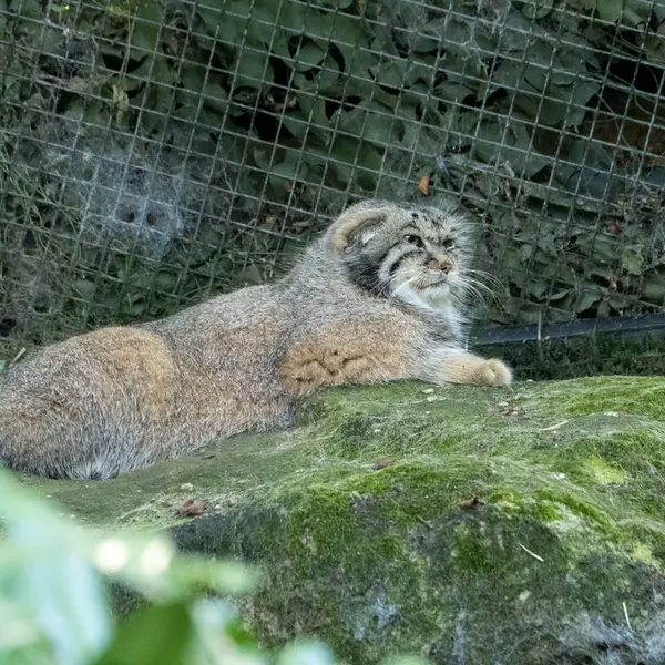 ロッテルダム動物園のコタの写真