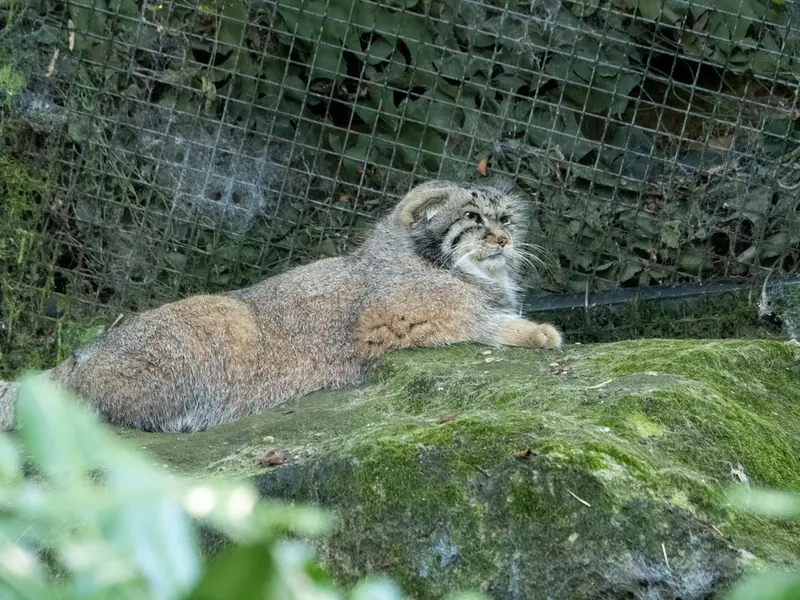 ロッテルダム動物園のコタの写真