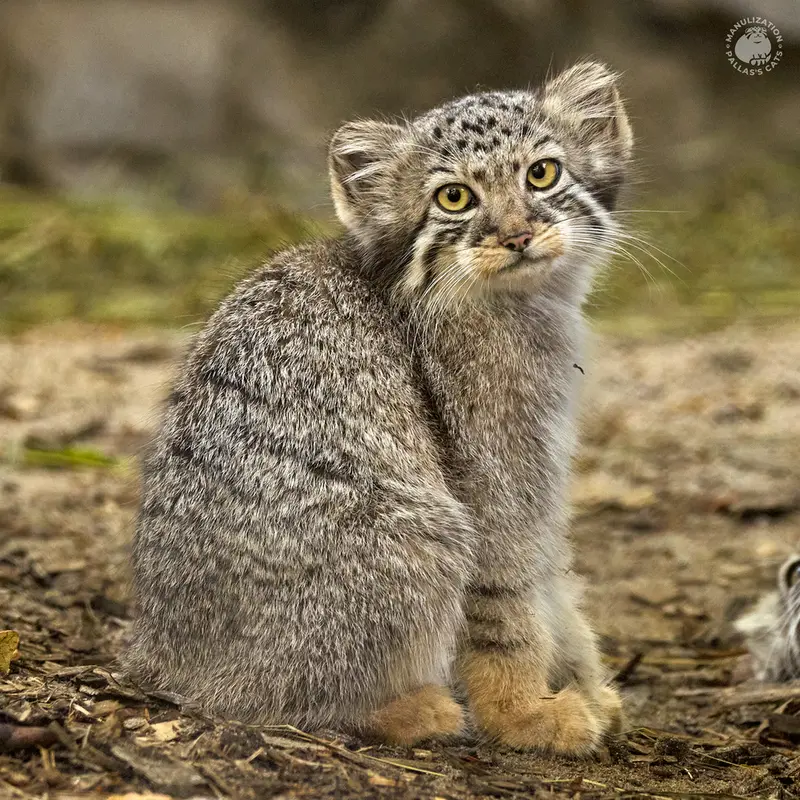 ノヴォシビルスク動物園のルフの写真