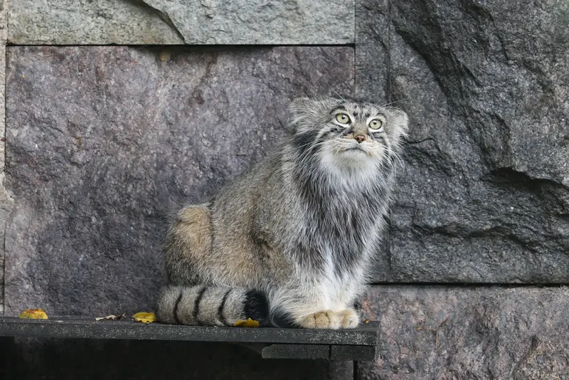 モスクワ動物園のティモフェイの写真