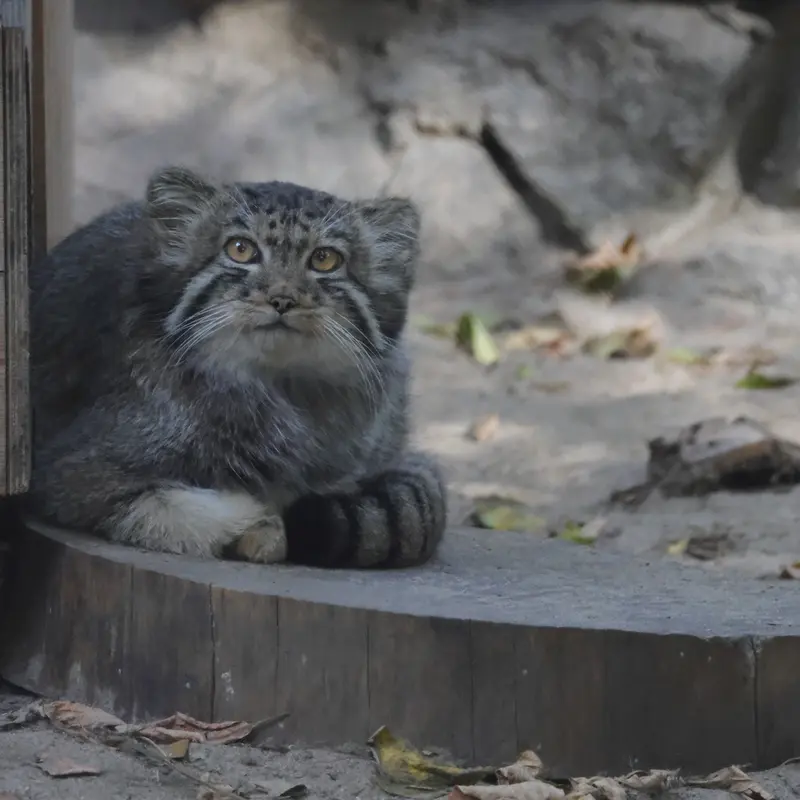 ノヴォシビルスク動物園のイヴの子（2026年生まれ）Ⅴの写真