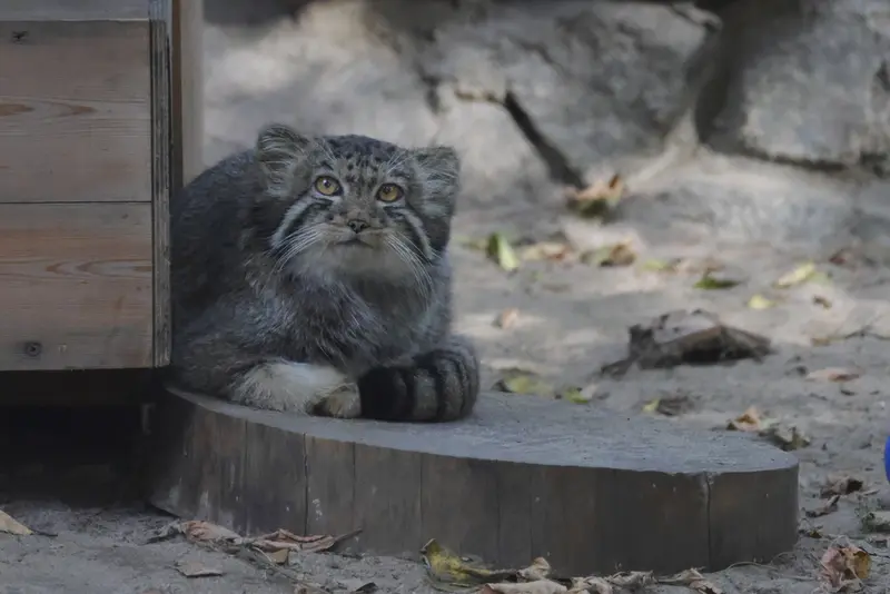 ノヴォシビルスク動物園のマヌルネコの写真