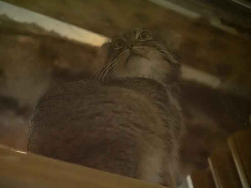 恩賜上野動物園のフィーガの写真