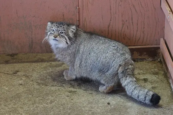 埼玉県こども動物自然公園のタビーの写真