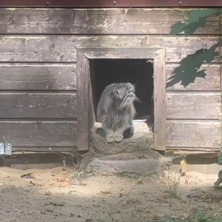 ポズナン新動物園のマゼランの写真