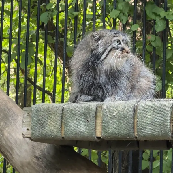 ノヴォシビルスク動物園のマヌルネコの写真