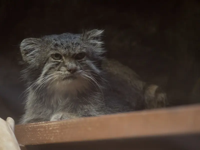 恩賜上野動物園のクリョンの写真