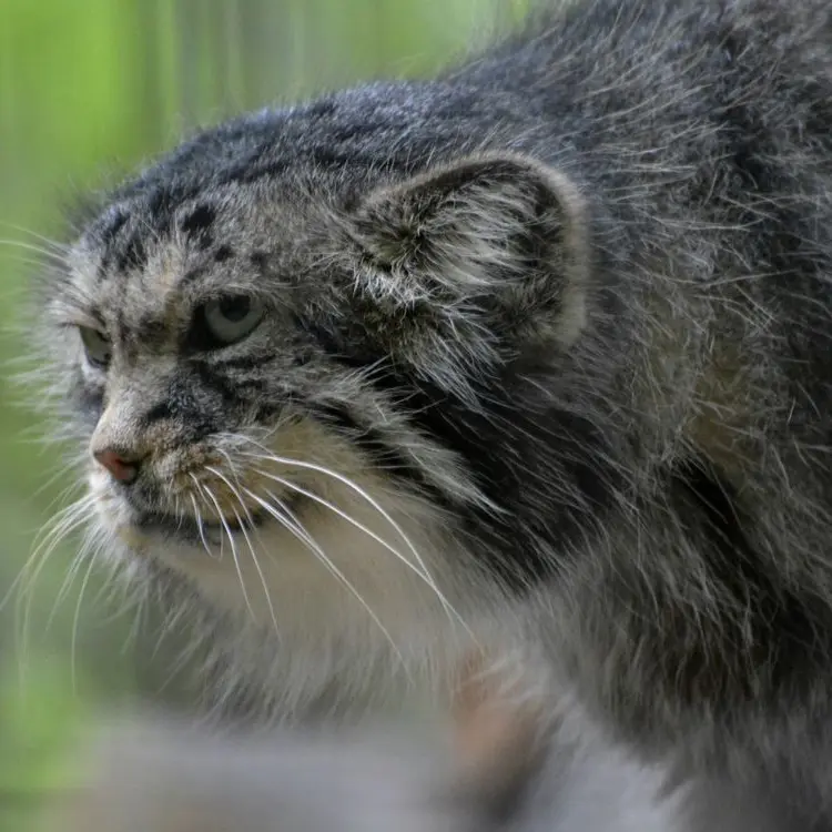 クラクフ動物園のマヌエルの写真