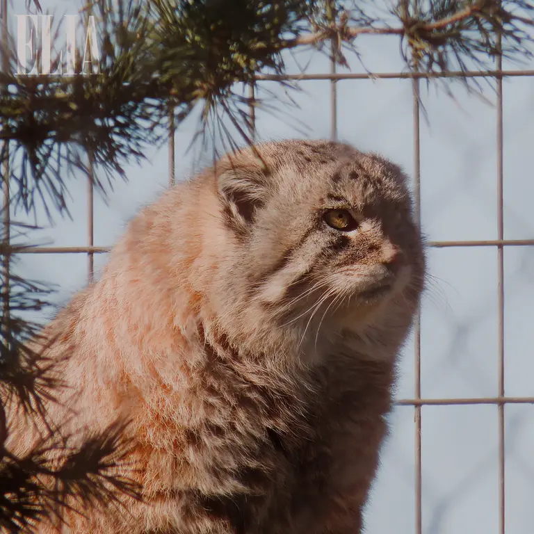 カルガリー動物園 / ワイルダー研究所のオラフの写真