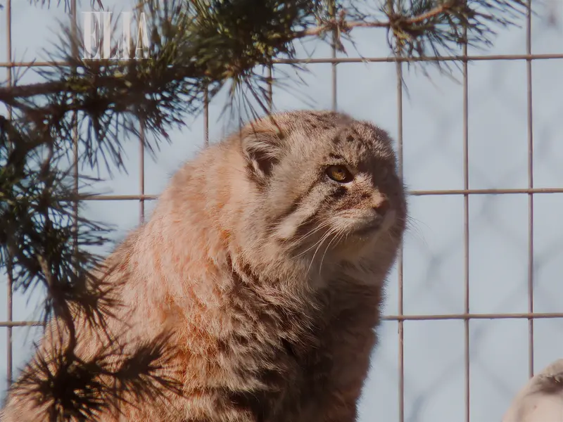 カルガリー動物園 / ワイルダー研究所のオラフの写真