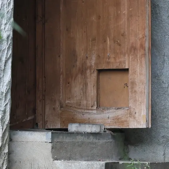 モスクワ動物園のマヌルネコの写真
