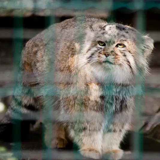 マクデブルク動物園のジョナサンの写真