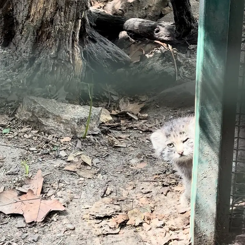 ブダペスト動物園＆植物園のマヌルネコの写真