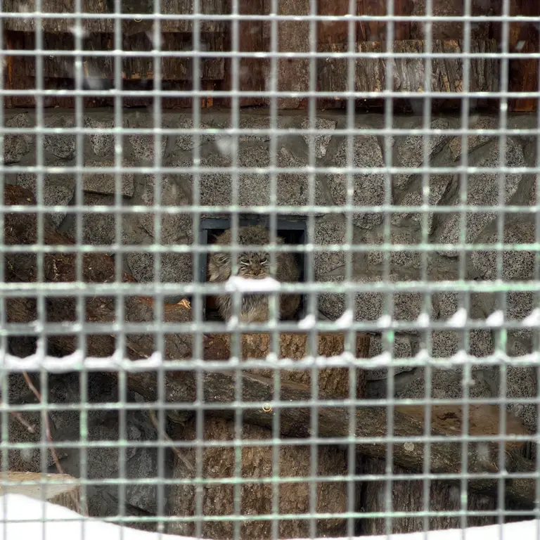 レニングラード動物園のスヴェンの写真