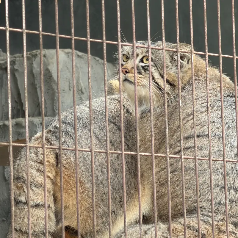 東山動植物園のマヌルネコの写真